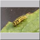 Marienkaeferlarve - Psyllobora ~ Thea vigintiduopunctata 04.jpg